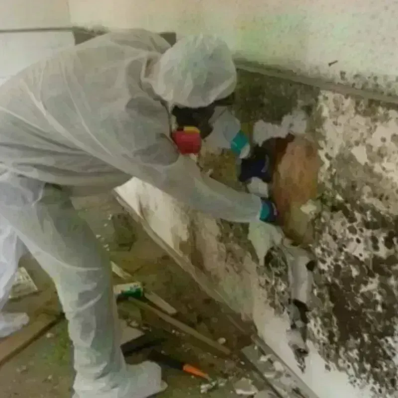 Mold Remediation and Removal in Byesville, OH